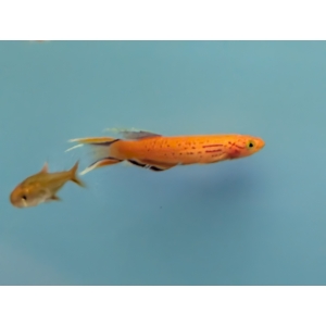 Aphyosemion Australe Gold Killifish The Fish Barn