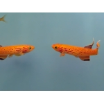 Aphyosemion Australe Gold Killifish - Image 2