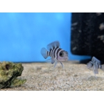 Five-Bar Cichlid Lamprologus tretocephalus - Image 3