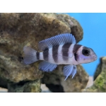 Five-Bar Cichlid Lamprologus tretocephalus - Image 1