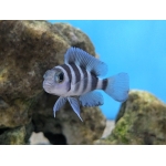 Five-Bar Cichlid Lamprologus tretocephalus - Image 2