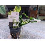Anubias golden coin - Image 1