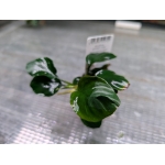 Anubias golden coin - Image 2