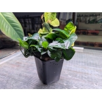 Anubias Barteri mother plant - Image 1