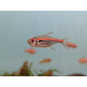Amapa Tetra Hyphessobrycon amapaensis The Fish Barn