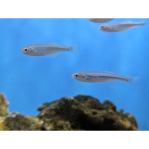 Tanganyikan Killifish Lamprichtys tanganicanus