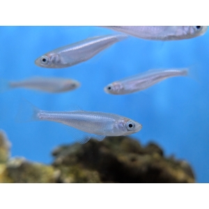 Tanganyikan Killifish Lamprichtys tanganicanus