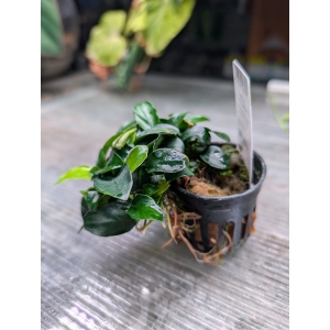 Anubias nana petite