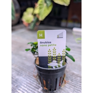 Anubias nana petite