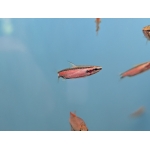Cenepa Pencilfish Nannostomus sp. Cenepa