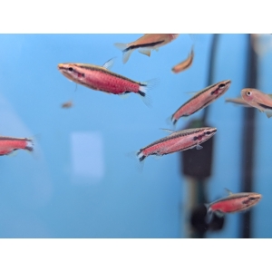 Cenepa Pencilfish Nannostomus sp. Cenepa
