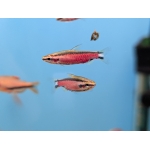 Cenepa Pencilfish Nannostomus sp. Cenepa