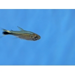January Tetra Hemigrammus hyanuary