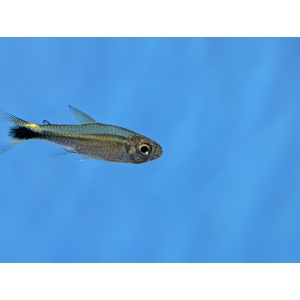 January Tetra Hemigrammus hyanuary