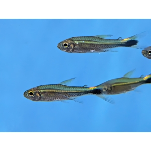 January Tetra Hemigrammus hyanuary The Fish Barn January Tetra Hemigrammus hyanuary