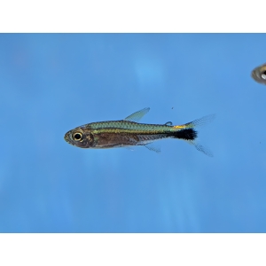 January Tetra Hemigrammus hyanuary