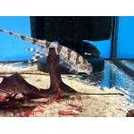 Centipede Knifefish Steatogenys duidae